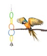 Fuglelegetøj: Fem Farverige Ringe - L29 x W4.8 cm - Grøn, Gul, Orange, Blå, Rød, assorteret 1 stk.