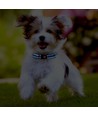 Hundehalsbånd - Blå, Bredde 2,5 cm, Justerbar Længde 40-60 cm