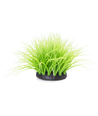 Eleocharis Parvula Lysfarvet - L15*B8cm - Rød/Gul/Lilla/Grøn/Orange