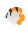 Fluorescerende Seglfinneret Fisk - 9x2,5x7,5cm - Gul/Orange